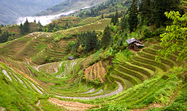 Had a Hiking Tour in Longji Rice Terrace, Longji Hiking Tour